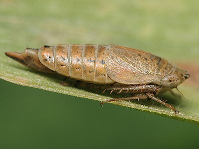 Doratura stylata