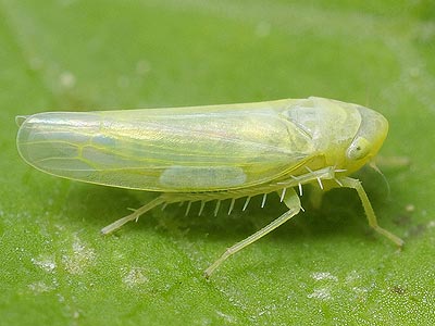 Emelyanoviana mollicula