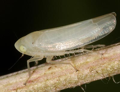 Emelyanoviana mollicula
