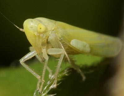Emelyanoviana mollicula