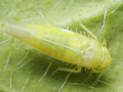 Emelyanoviana mollicula