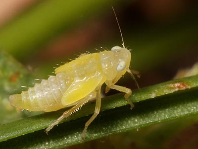 Emelyanoviana mollicula