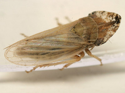 Eupelix cuspidata