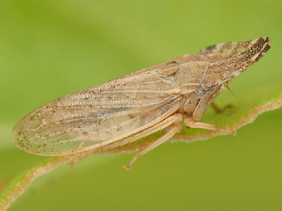 Eupelix cuspidata