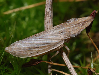 Eupelix cuspidata