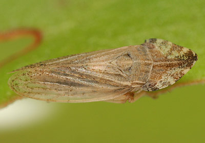 Eupelix cuspidata