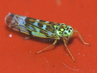 Eupteryx florida