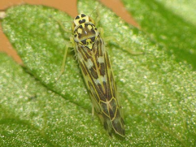 Eupteryx florida
