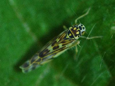 Eupteryx stachydearum
