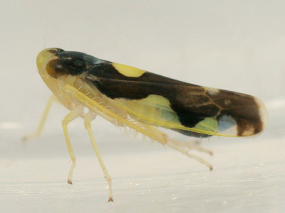 Eupteryx vittata