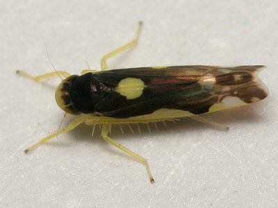 Eupteryx vittata