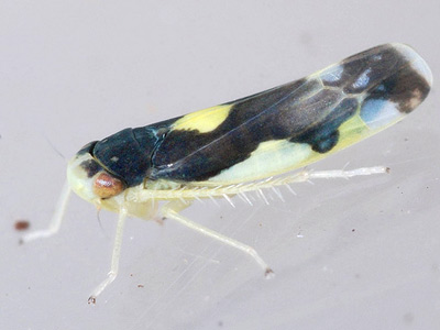 Eupteryx vittata