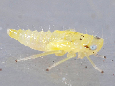 nymph