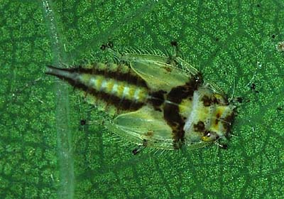 Eurhadina nymph