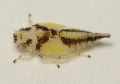 Eurhadina nymph