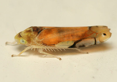 Eurhadina pulchella