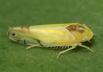 Eurhadina pulchella