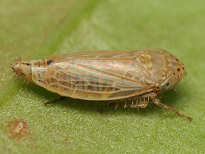 Conosanus obsoletus