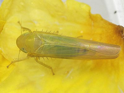 Forcipata cf. citrinella