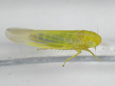 Forcipata cf. citrinella