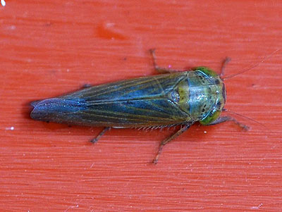 Grypotes puncticollis
