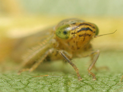 Grypotes puncticollis