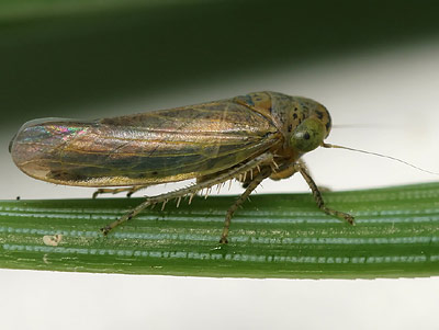 Grypotes puncticollis