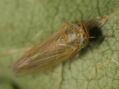 brown form