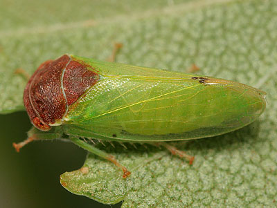 Iassus scutellaris