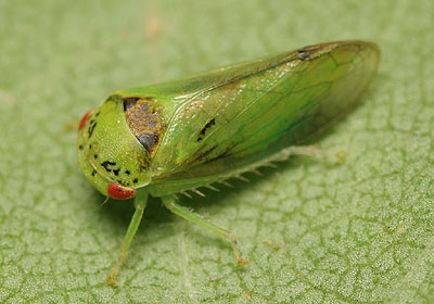 Iassus scutellaris