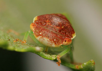 Iassus scutellaris