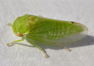 Iassus scutellaris