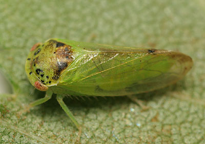 Iassus scutellaris