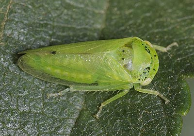 Iassus scutellaris