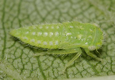 Iassus scutellaris nymph
