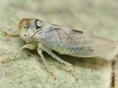 Idiocerus albicans