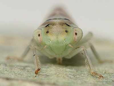 Idiocerus albicans