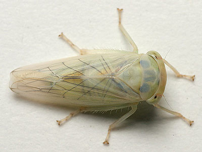 Idiocerus albicans