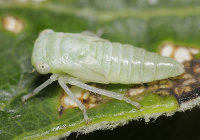 Idiocerus albicans nymph
