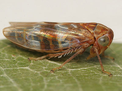 Idiocerus tremulae