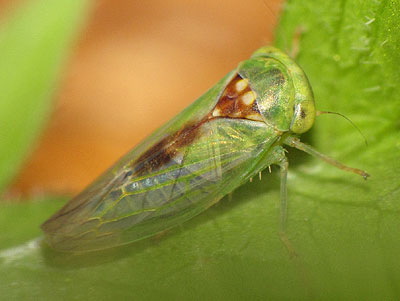 Idiocerus ustulatus
