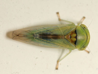 Idiocerus ustulatus