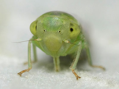 Idiocerus ustulatus