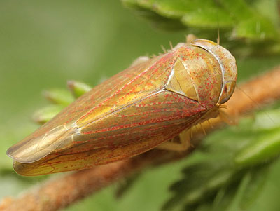Idiodonus cruentatus