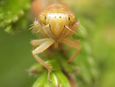 Idiodonus cruentatus
