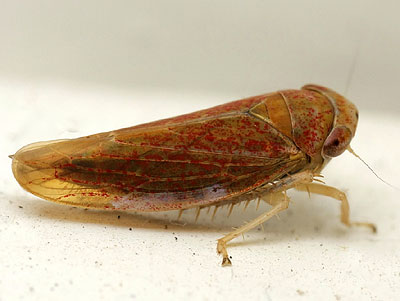 Idiodonus cruentatus