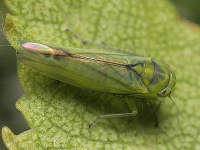 Kybos betulicola