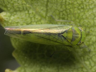Kybos betulicola