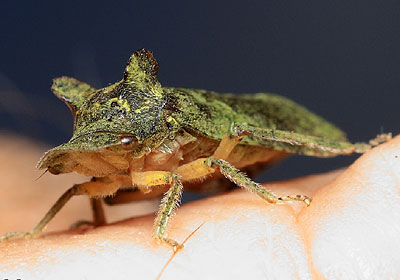 Ledra aurita