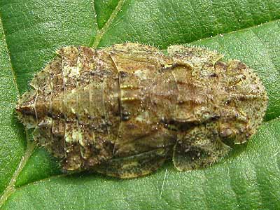 Ledra aurita nymph